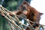 Sumatra Orangutan Baby Diri