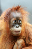 Sumatra Orangutan Baby Diri