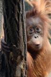 Sumatra Orangutan Baby Diri