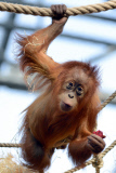 Sumatra Orangutan Baby Diri