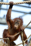 Sumatra Orangutan Baby Diri