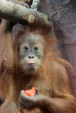 Sumatra Orangutan Baby Diri