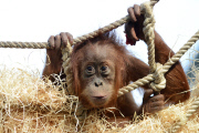 Sumatra Orangutan Baby Diri