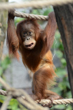Sumatra Orangutan Baby Diri