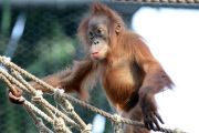 Sumatra Orangutan Baby Diri