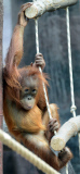 Sumatra Orangutan Baby Diri