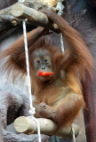 Sumatra Orangutan Baby Diri
