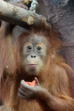 Sumatra Orangutan Baby Diri