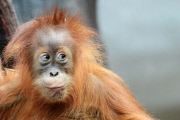 Sumatra Orangutan Baby Diri