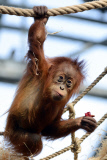 Sumatra Orangutan Baby Diri