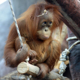 Sumatra Orangutan Baby Diri