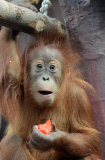 Sumatra Orangutan Baby Diri