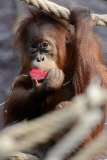 Sumatra Orangutan Baby Diri