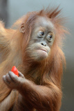 Sumatra Orangutan Baby Diri