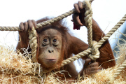 Sumatra Orangutan Baby Diri