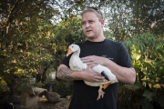 Ozzie the goose gets new 3D printed prosthetic leg, Johannesburg, South Africa - 22 Apr 2015