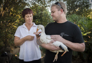 Ozzie the goose gets new 3D printed prosthetic leg, Johannesburg, South Africa - 22 Apr 2015