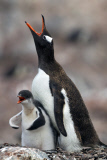 Juvenile Gentoo penguin demands food, Antarctic Peninsula - 2011