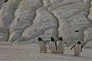 A picture tribute to World Penguin Day by Paul Goldstein- Apr 2015