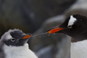 A picture tribute to World Penguin Day by Paul Goldstein- Apr 2015
