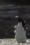 A picture tribute to World Penguin Day by Paul Goldstein- Apr 2015
