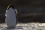 A picture tribute to World Penguin Day by Paul Goldstein- Apr 2015