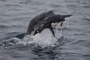 A picture tribute to World Penguin Day by Paul Goldstein- Apr 2015