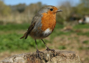 Photographer forms bond with wild robin, Stogumber, Somerset, Britain - 21 Apr 2015