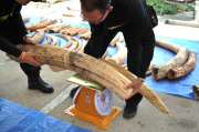 Seizure of three tonnes of ivory, Bangkok, Thailand - 27 Apr 2015