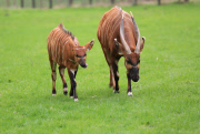 Baby Boom at Woburn Safari Park, Bedfordshire, Britain, May 2015