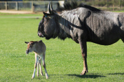 Baby Boom at Woburn Safari Park, Bedfordshire, Britain, May 2015