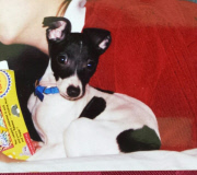 Zappa the dog, Pewaukee, Wisconsin, America - May 2015