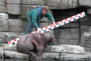 Inventur im Tierpark Hagenbeck: Zählen, messen, wiegen