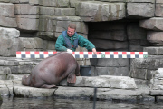 Inventur im Tierpark Hagenbeck: Zählen, messen, wiegen