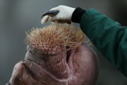 Inventur im Tierpark Hagenbeck: Zählen, messen, wiegen
