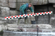 Inventur im Tierpark Hagenbeck: Zählen, messen, wiegen