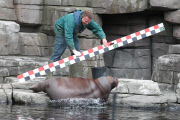 Inventur im Tierpark Hagenbeck: Zählen, messen, wiegen