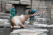 Inventur im Tierpark Hagenbeck: Zählen, messen, wiegen