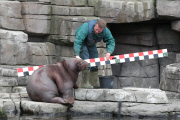 Inventur im Tierpark Hagenbeck: Zählen, messen, wiegen