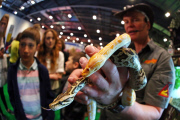 London Pet Show 2015 at Excel, Britain - 09 May 2015