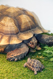London Pet Show 2015 at Excel, Britain - 09 May 2015
