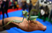 London Pet Show 2015 at Excel, Britain - 09 May 2015