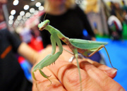 London Pet Show 2015 at Excel, Britain - 09 May 2015