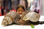London Pet Show 2015 at Excel, Britain - 09 May 2015