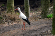Ein Storch auf Kaninchenfang 