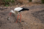 Ein Storch auf Kaninchenfang 
