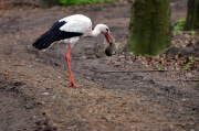 Ein Storch auf Kaninchenfang 