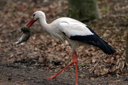 Ein Storch auf Kaninchenfang 