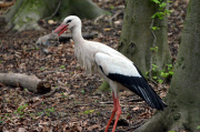 Ein Storch auf Kaninchenfang 