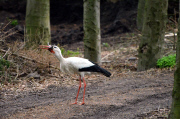 Ein Storch auf Kaninchenfang 
